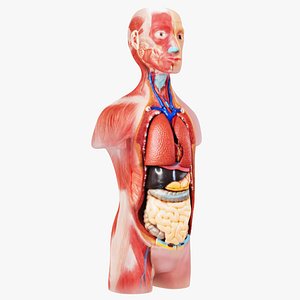 Education Anatomy Lab Model