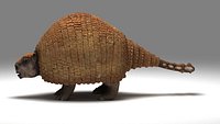 Panochthus