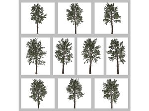 Loblolly Pine Tree Collection 3D model
