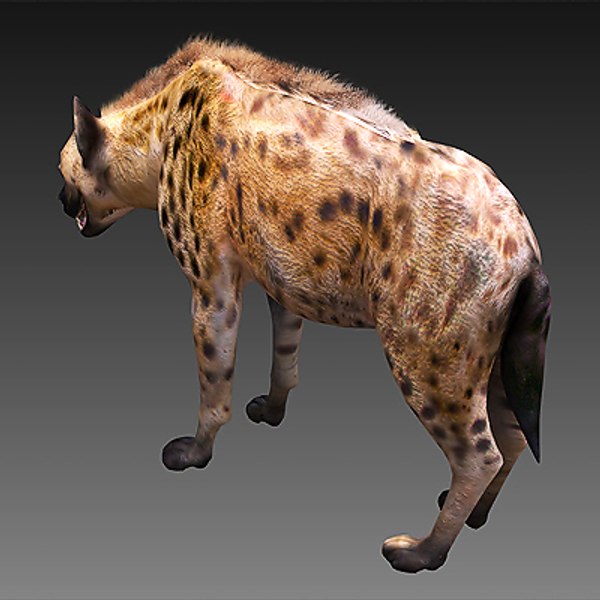 spotted hyena 3d model