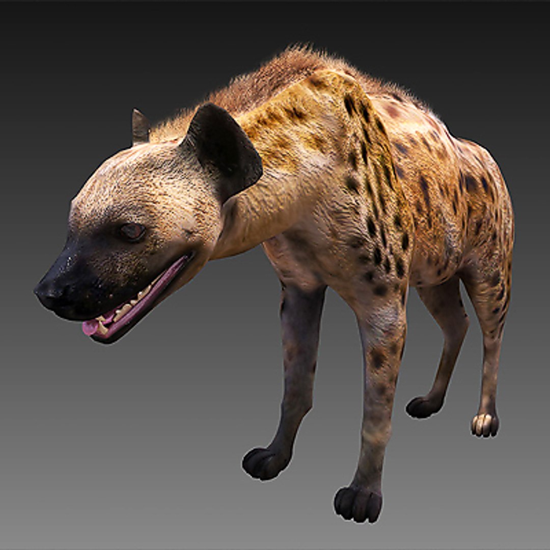 spotted hyena 3d model https://p.turbosquid.com/ts-thumb/OQ/E9Ffm2/g5zhyXZw/hyenac01/jpg/1265110869/1920x1080/fit_q87/c91a3477bd2307881109d933ef04854dd46f6bb0/hyenac01.jpg