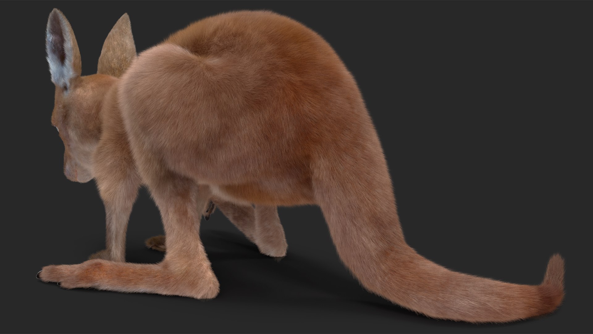 3D model Baby Kangaroo Fur Rigged https://p.turbosquid.com/ts-thumb/OQ/JTDk0c/5g/babykangaroofurrigged3dmodel019/jpg/1719431626/1920x1080/fit_q87/00ff86905c120df191079c60903aa86349bd9978/babykangaroofurrigged3dmodel019.jpg