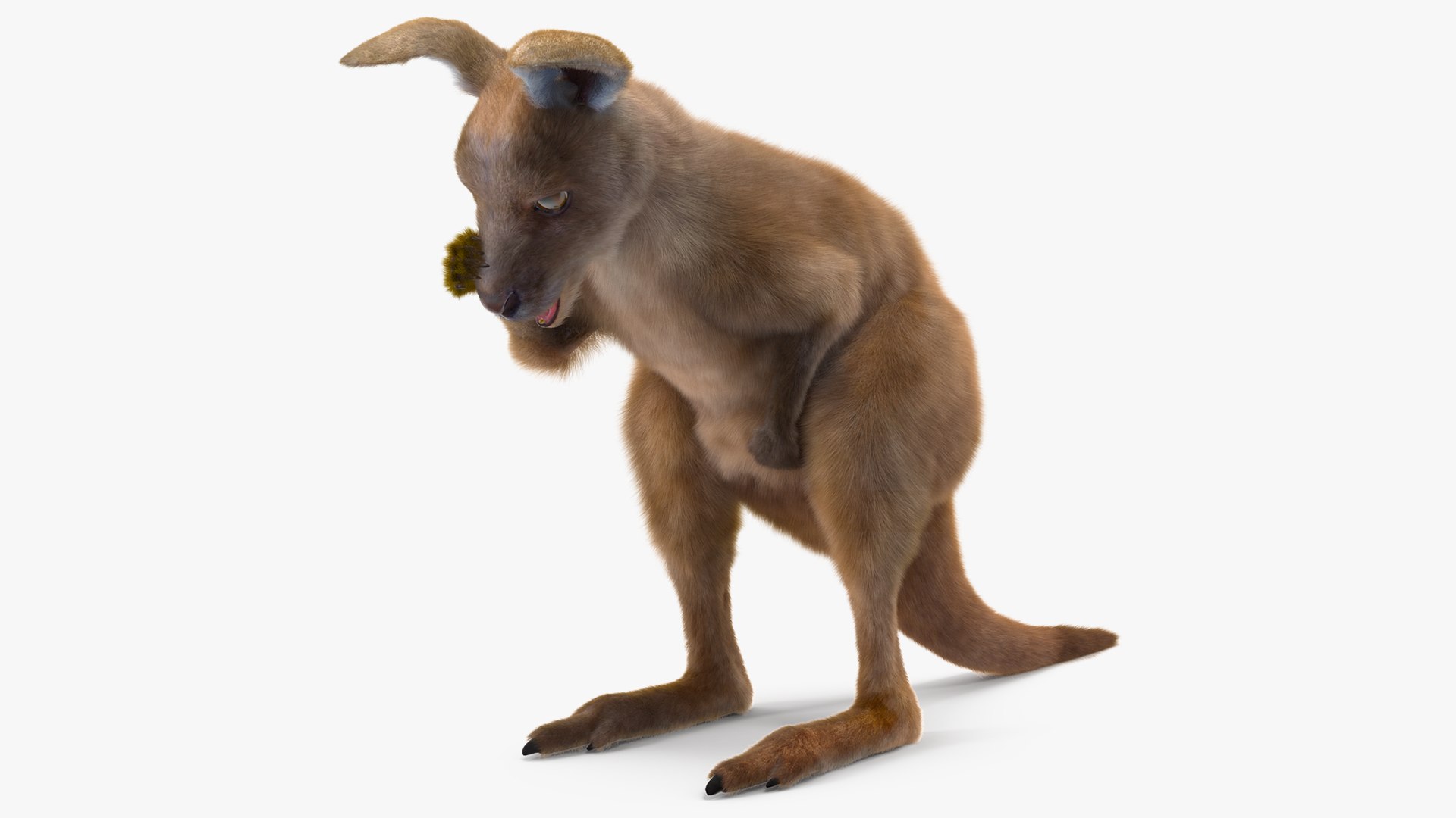Baby Kangaroo Fur Rigged 3D model preview
