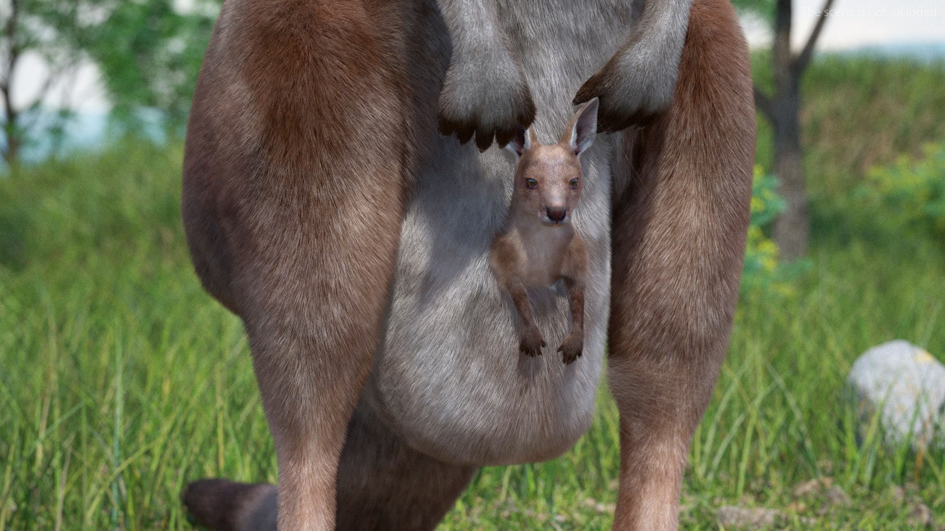 3D model Baby Kangaroo Fur Rigged https://p.turbosquid.com/ts-thumb/OQ/JTDk0c/Vn/babykangaroofurrigged3dmodel009/jpg/1719431581/1920x1080/fit_q87/f63af884f4fc7ad6040ca03c993353d4717b9f90/babykangaroofurrigged3dmodel009.jpg