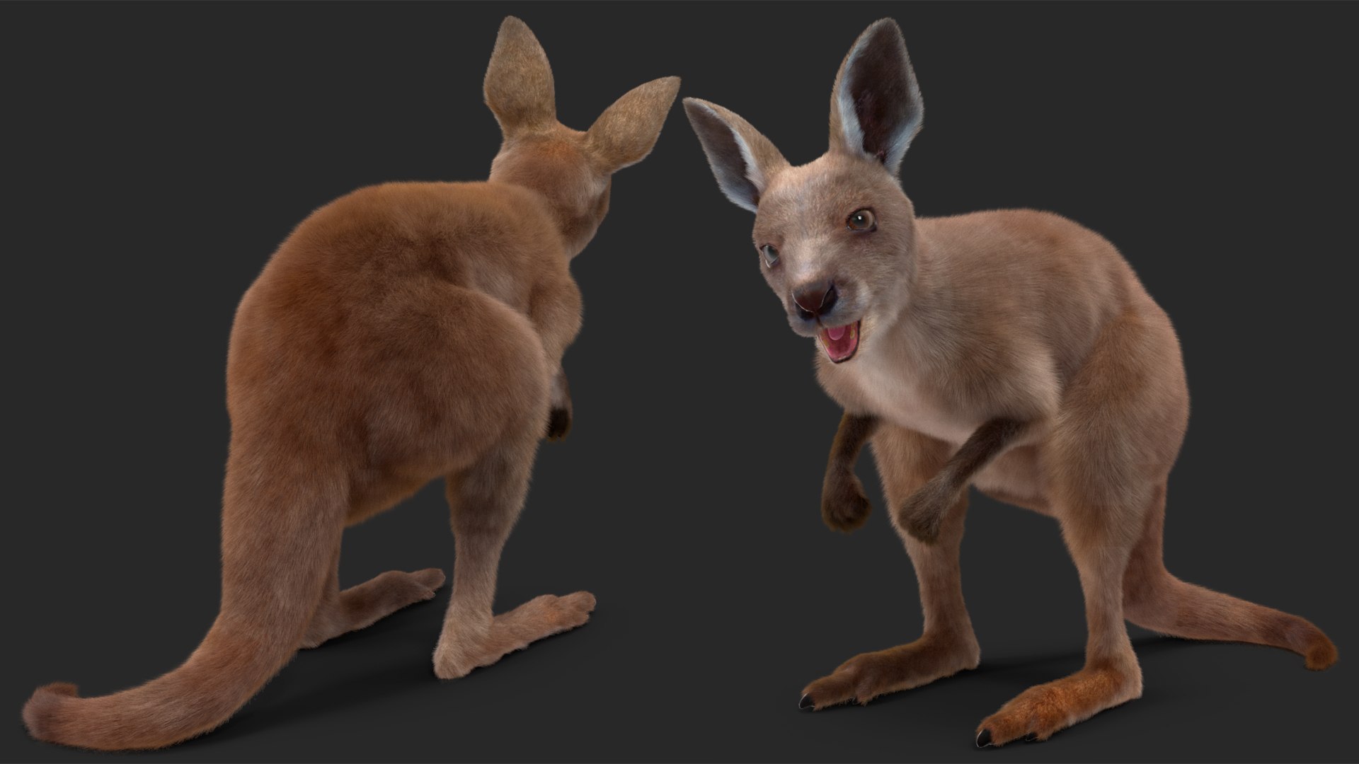3D model Baby Kangaroo Fur Rigged https://p.turbosquid.com/ts-thumb/OQ/JTDk0c/Vu/babykangaroofurrigged3dmodel015/jpg/1719431609/1920x1080/fit_q87/37680372101468655d7dcb922e1216c0c1386d15/babykangaroofurrigged3dmodel015.jpg