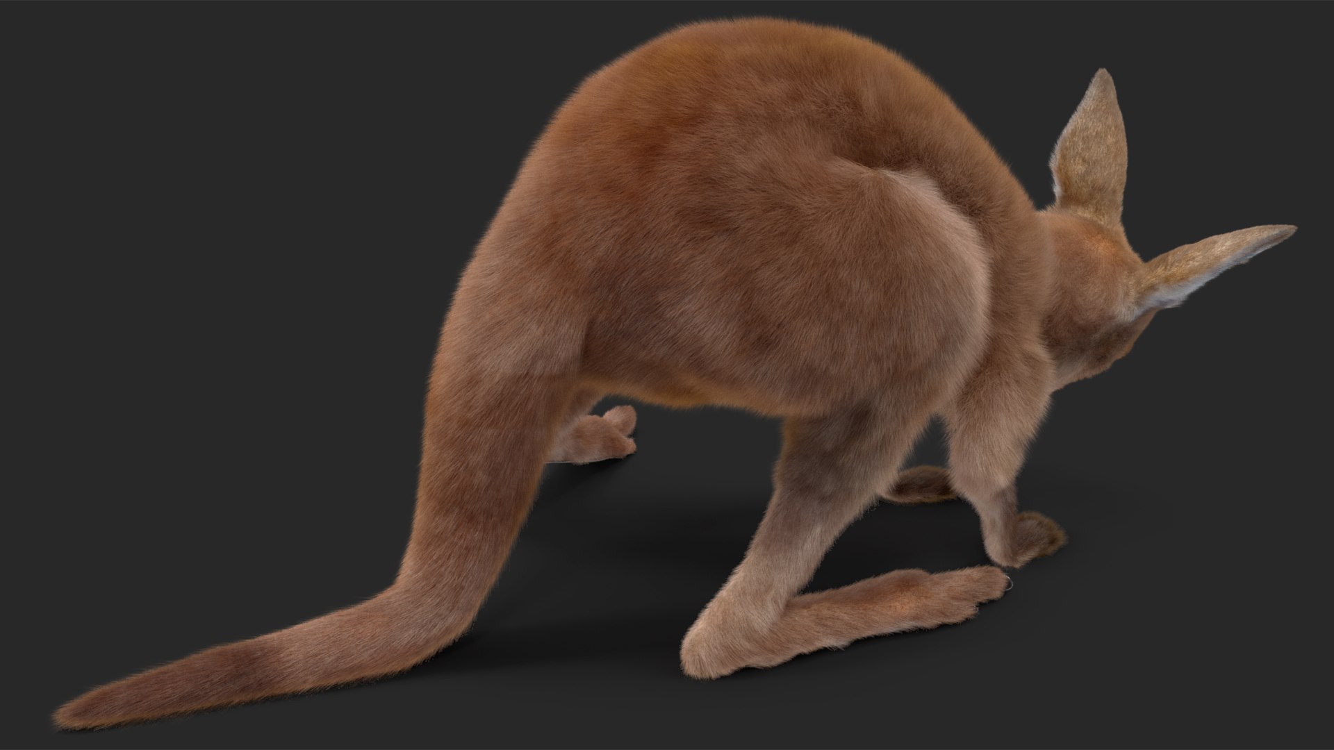 3D model Baby Kangaroo Fur Rigged https://p.turbosquid.com/ts-thumb/OQ/JTDk0c/f3/babykangaroofurrigged3dmodel017/jpg/1719431617/1920x1080/fit_q87/767aa4a01c9f45efa987cec16980227ad7a8c134/babykangaroofurrigged3dmodel017.jpg