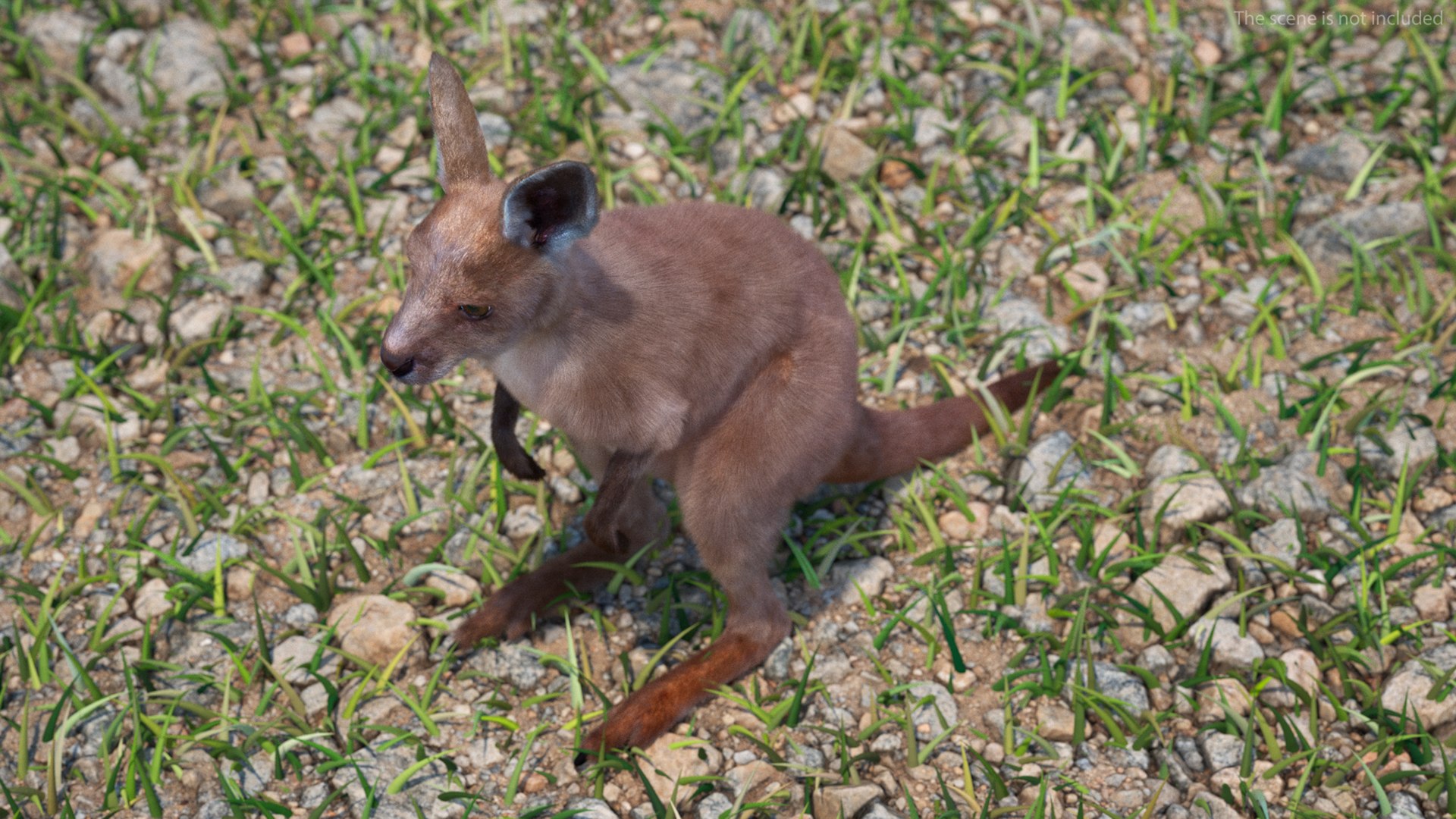 3D model Baby Kangaroo Fur Rigged https://p.turbosquid.com/ts-thumb/OQ/JTDk0c/iy/babykangaroofurrigged3dmodel005/jpg/1719431562/1920x1080/fit_q87/34bc1ab93b0c7c94cdbc0855d4cecc7c1638cbbd/babykangaroofurrigged3dmodel005.jpg