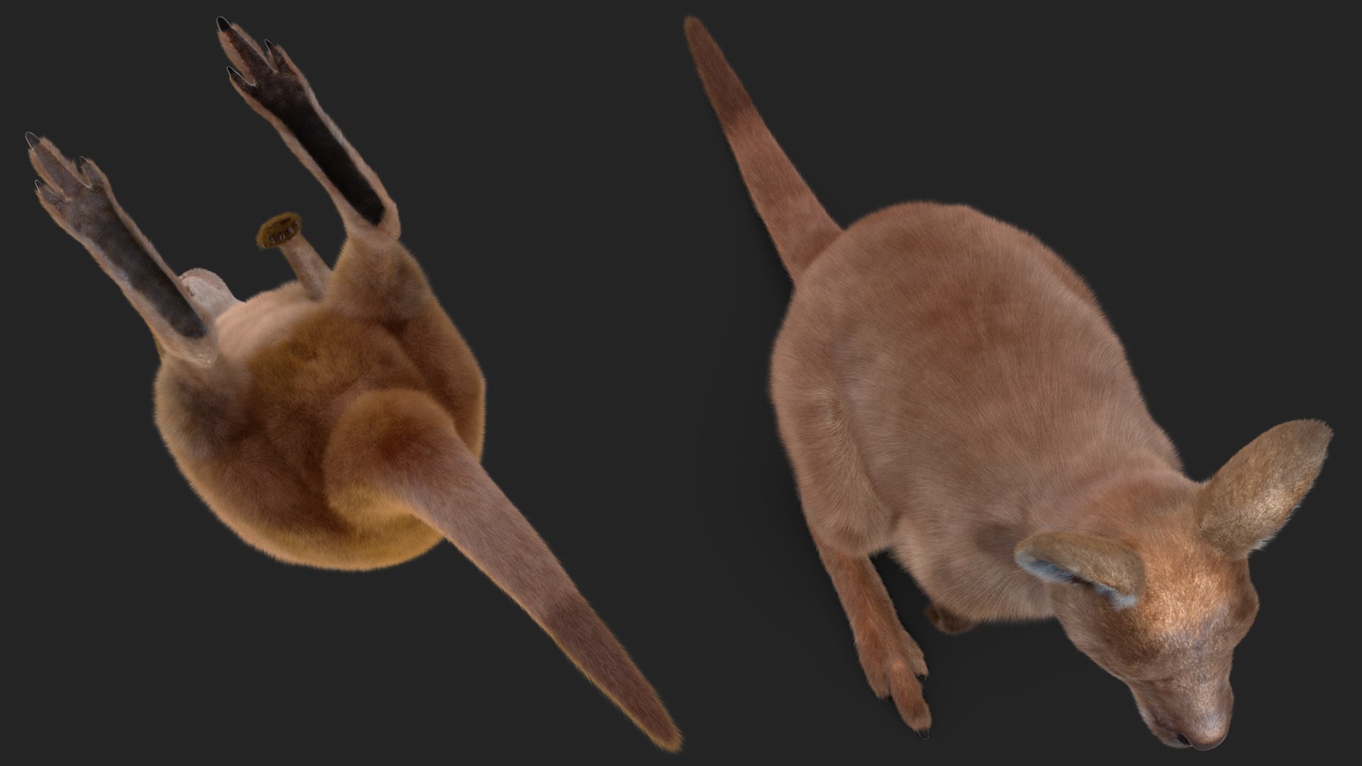 3D model Baby Kangaroo Fur Rigged https://p.turbosquid.com/ts-thumb/OQ/JTDk0c/ji/babykangaroofurrigged3dmodel020/jpg/1719431630/1920x1080/fit_q87/834b4b1ffacc403db173e9fbd9cf21e2c969a80c/babykangaroofurrigged3dmodel020.jpg