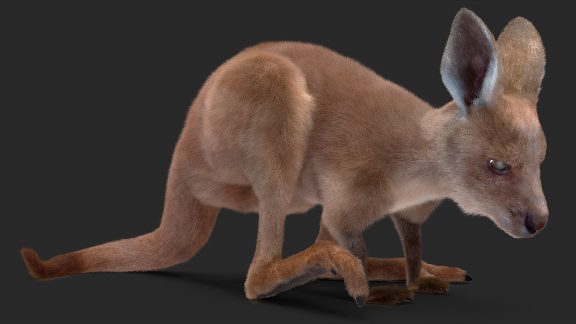 3D model Baby Kangaroo Fur Rigged https://p.turbosquid.com/ts-thumb/OQ/JTDk0c/o5/babykangaroofurrigged3dmodel018/jpg/1719431622/1920x1080/fit_q87/cfb60fce1216cbf6b87e5c9a6294d0b7abb1726d/babykangaroofurrigged3dmodel018.jpg