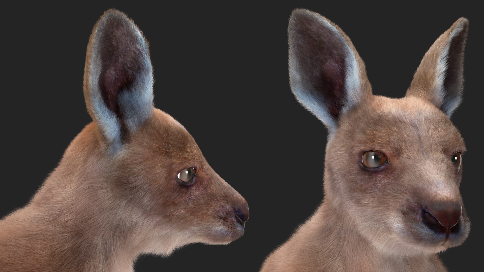 3D model Baby Kangaroo Fur Rigged https://p.turbosquid.com/ts-thumb/OQ/JTDk0c/re/babykangaroofurrigged3dmodel027/jpg/1719431658/1920x1080/fit_q87/c7edc077f023ab0c31f2fefce1f8e5bc898c7dfc/babykangaroofurrigged3dmodel027.jpg