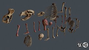bone animal 3D model
