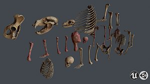Bones