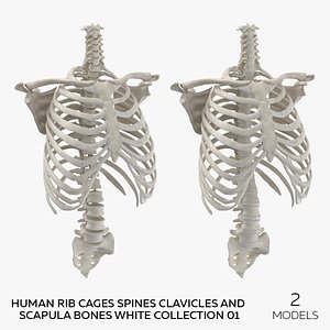 Human Rib Cages Spines Clavicles and Scapula Bones White Collection 01 - 2 models