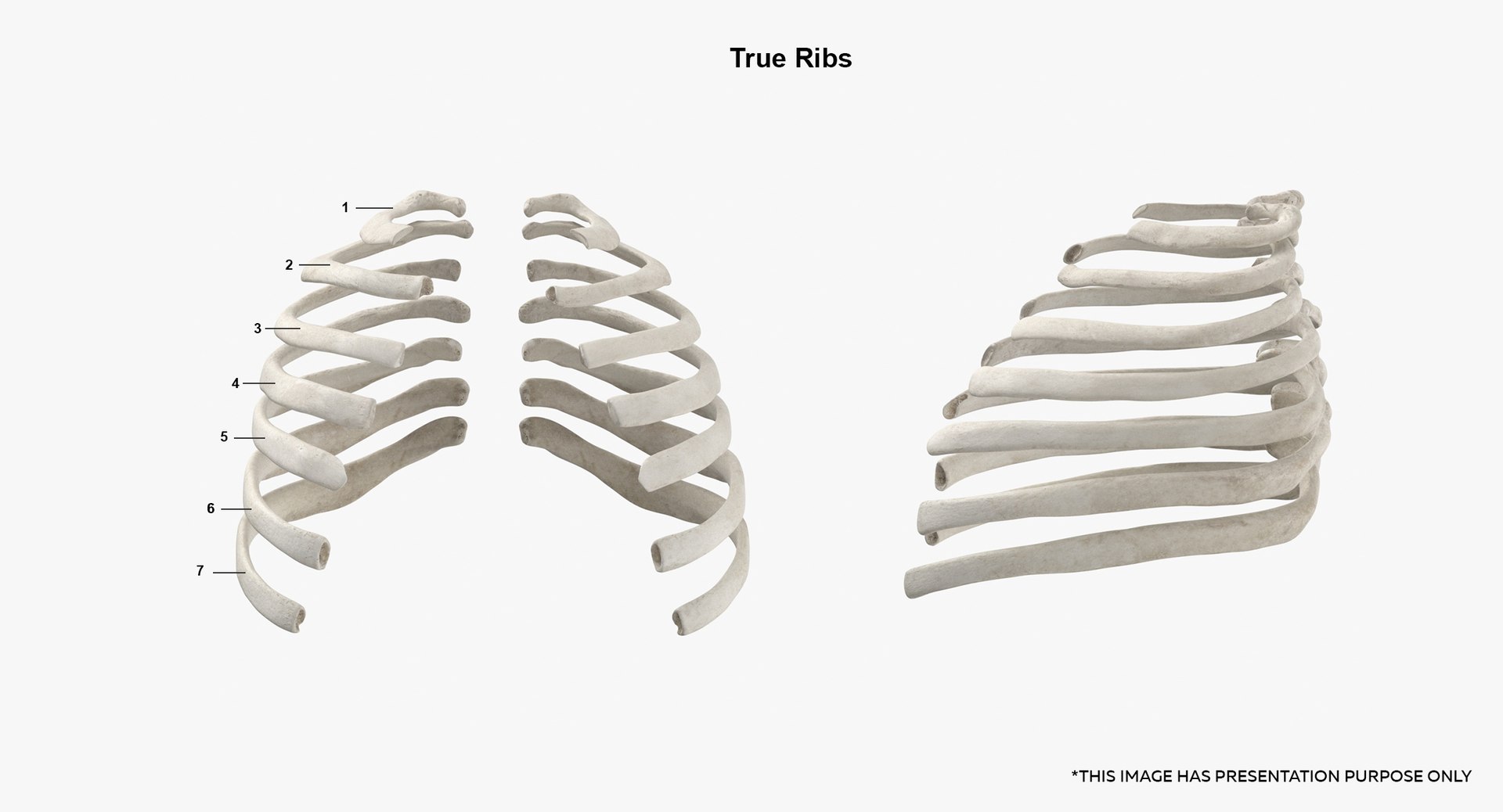 Human Rib Cages Spines Clavicles and Scapula Bones White Collection 01 ...