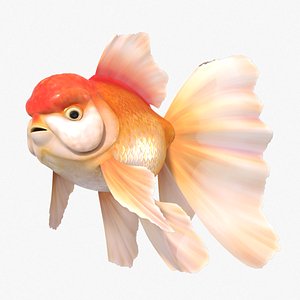 Oranda Goldfish 3D model