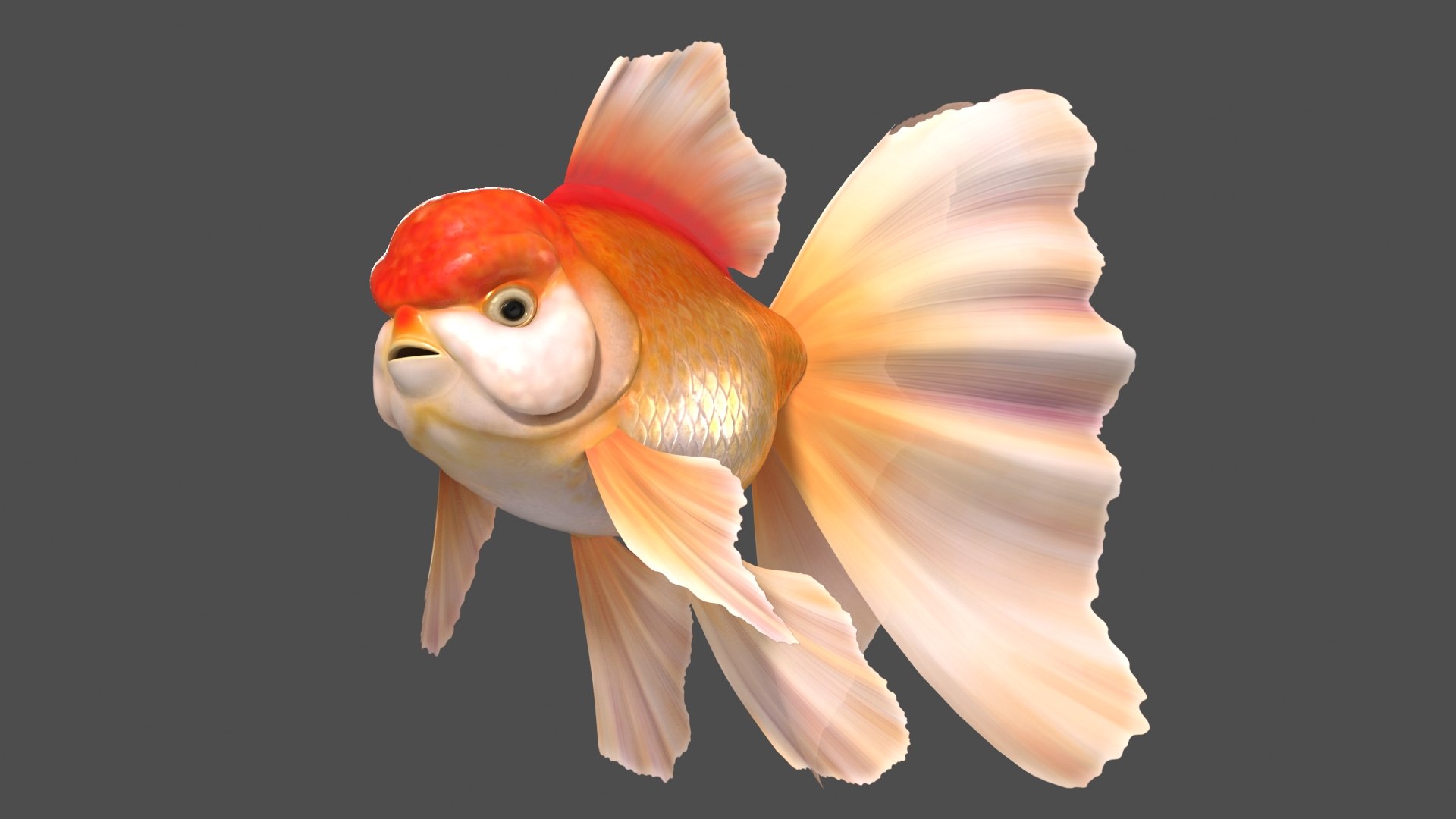 Oranda Goldfish 3D model - TurboSquid 1922238