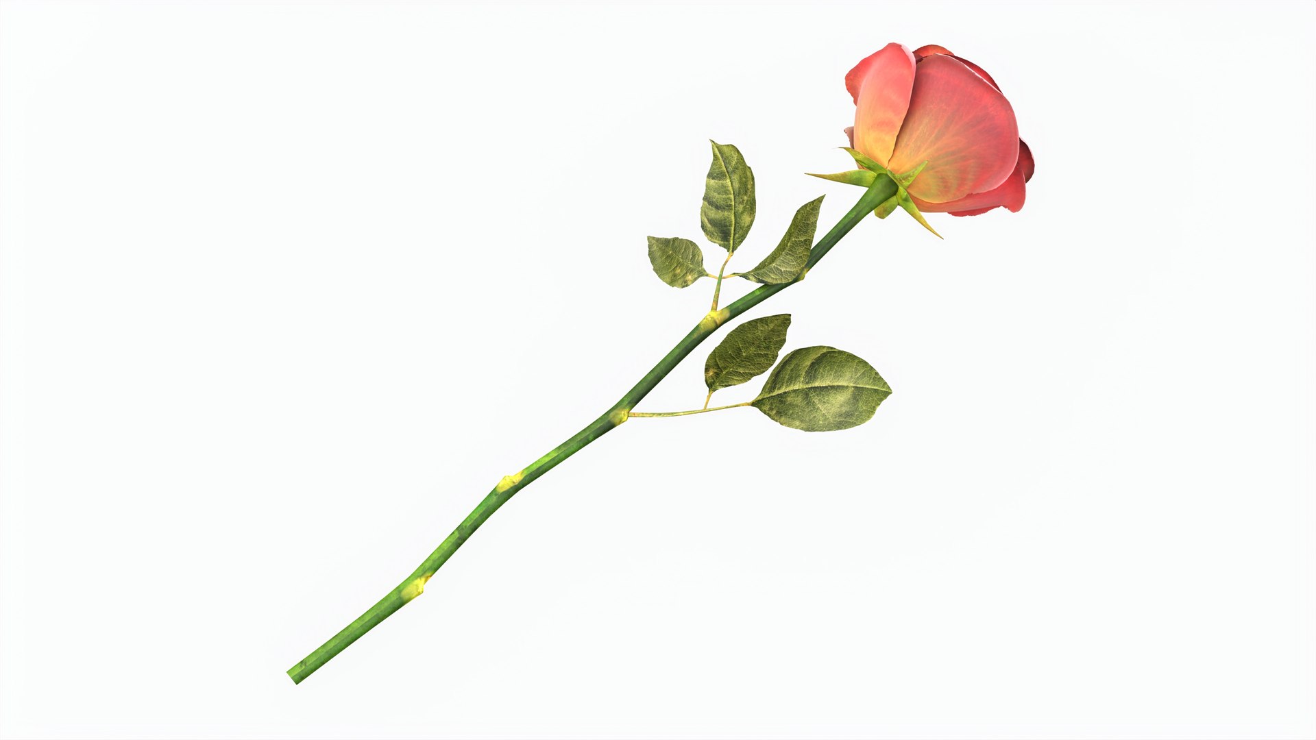 Single Beautiful Red Rose On Ground Model - TurboSquid 2238037