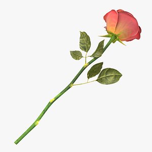 Single Beautiful Red Rose On Ground model