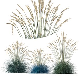 3D HQ Plants Helictotrichon Sempervirens Pendula Avoine Blue Version2 model