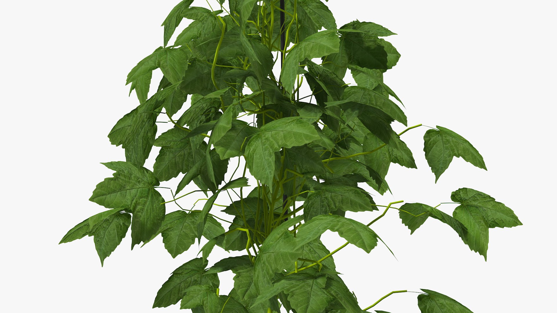 growing green hop plant model https://p.turbosquid.com/ts-thumb/OR/25i8Wv/7zPPY7ov/growinggreenhopplant3dmodel007/jpg/1567211265/1920x1080/fit_q87/9bde6d4d00cc664c43bbde20cca21fe769cdad54/growinggreenhopplant3dmodel007.jpg