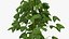 Growing Green Hop Plant