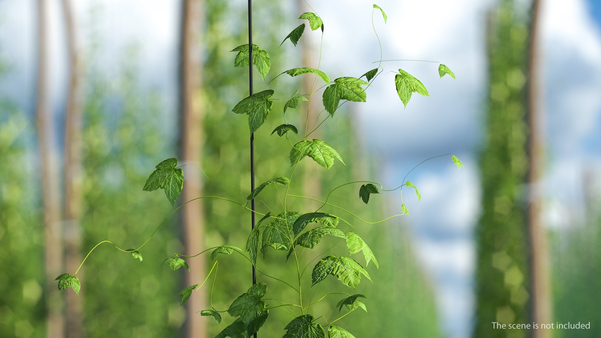 growing green hop plant model https://p.turbosquid.com/ts-thumb/OR/25i8Wv/Fsaiehqg/growinggreenhopplant3dmodel002/jpg/1567211240/1920x1080/fit_q87/a1918b12a40e772e6b9c5627e74ad4b26a64126c/growinggreenhopplant3dmodel002.jpg
