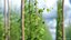 Growing Green Hop Plant