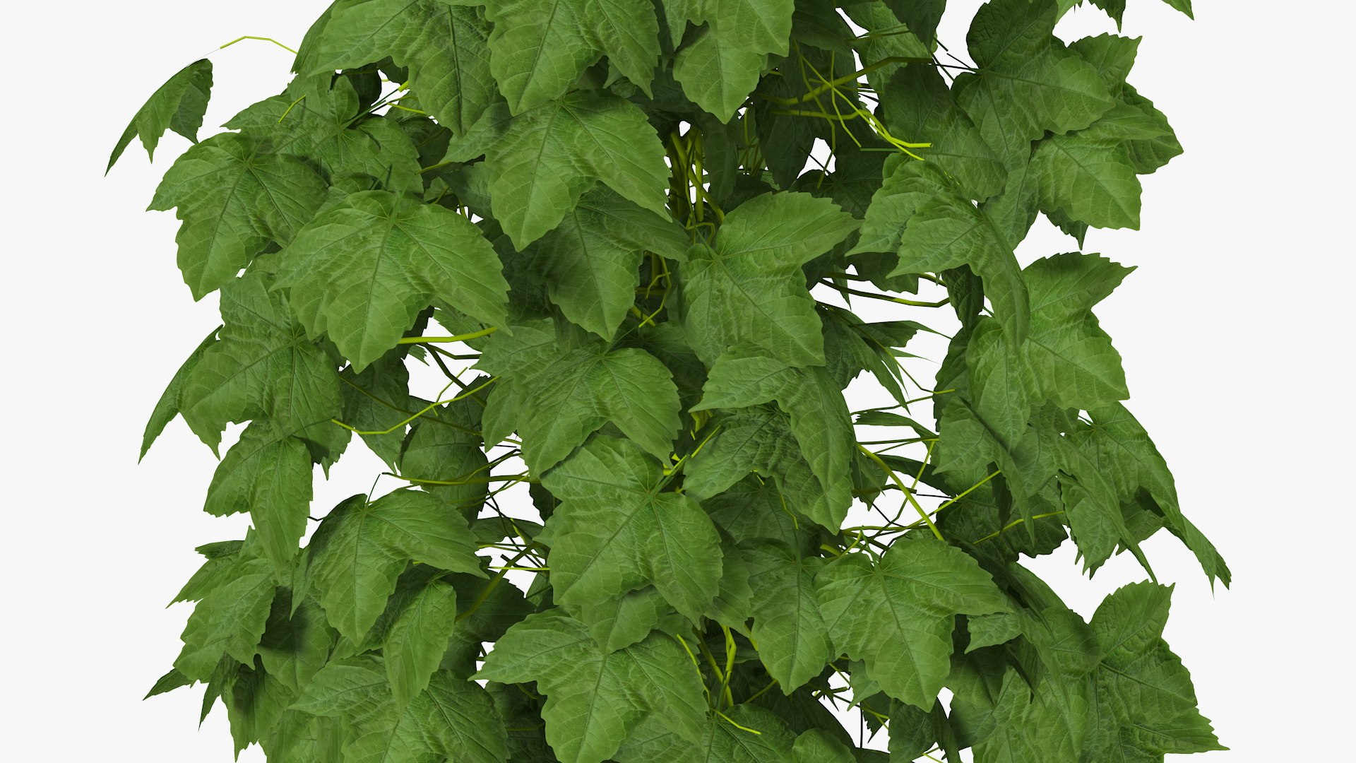 growing green hop plant model https://p.turbosquid.com/ts-thumb/OR/25i8Wv/Mi0ZSiXY/growinggreenhopplant3dmodel008/jpg/1567211270/1920x1080/fit_q87/e507dbea032cb88ccea43fb6f1905e9eda6e3be8/growinggreenhopplant3dmodel008.jpg
