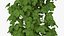 Growing Green Hop Plant