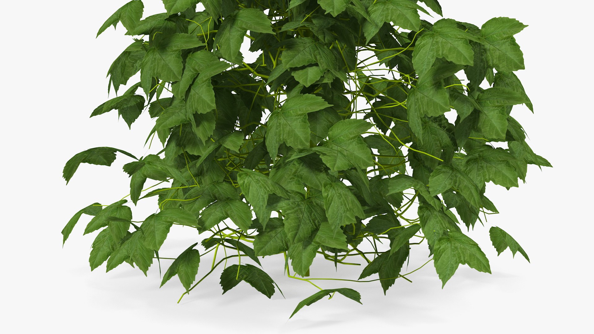 growing green hop plant model https://p.turbosquid.com/ts-thumb/OR/25i8Wv/Y52gAIB9/growinggreenhopplant3dmodel005/jpg/1567211256/1920x1080/fit_q87/2e5f68f4f0f98d88a9a4ec07eaa6d8725777a58c/growinggreenhopplant3dmodel005.jpg