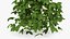 Growing Green Hop Plant