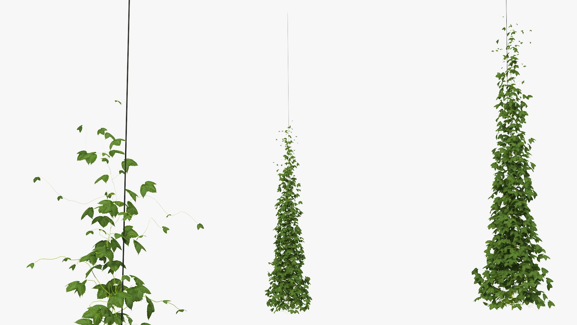 growing green hop plant model https://p.turbosquid.com/ts-thumb/OR/25i8Wv/ch1ulXvm/growinggreenhopplant3dmodel003/jpg/1567211245/1920x1080/fit_q87/116e18e175863a2812ea7643baea9dace6dc774f/growinggreenhopplant3dmodel003.jpg