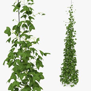 growing green hop plant model