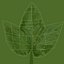 Growing Green Hop Plant