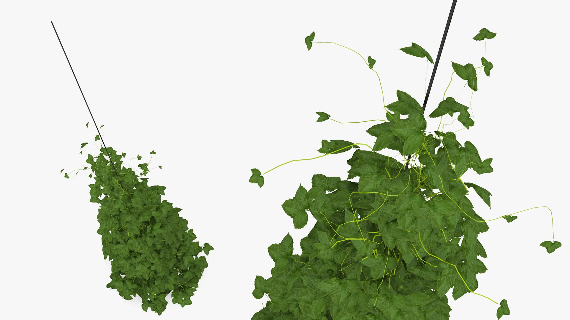 growing green hop plant model https://p.turbosquid.com/ts-thumb/OR/25i8Wv/wHdNrYMq/growinggreenhopplant3dmodel006/jpg/1567211260/1920x1080/fit_q87/1e5de060ff500ff7bb1d1ed74a8a3965d37d006a/growinggreenhopplant3dmodel006.jpg