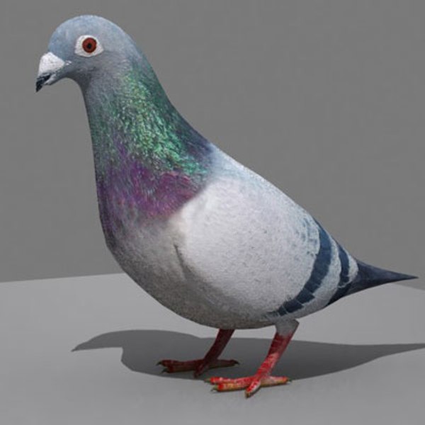 3d 3ds pigeon