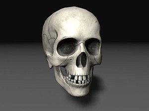 nextgen skull 3d model