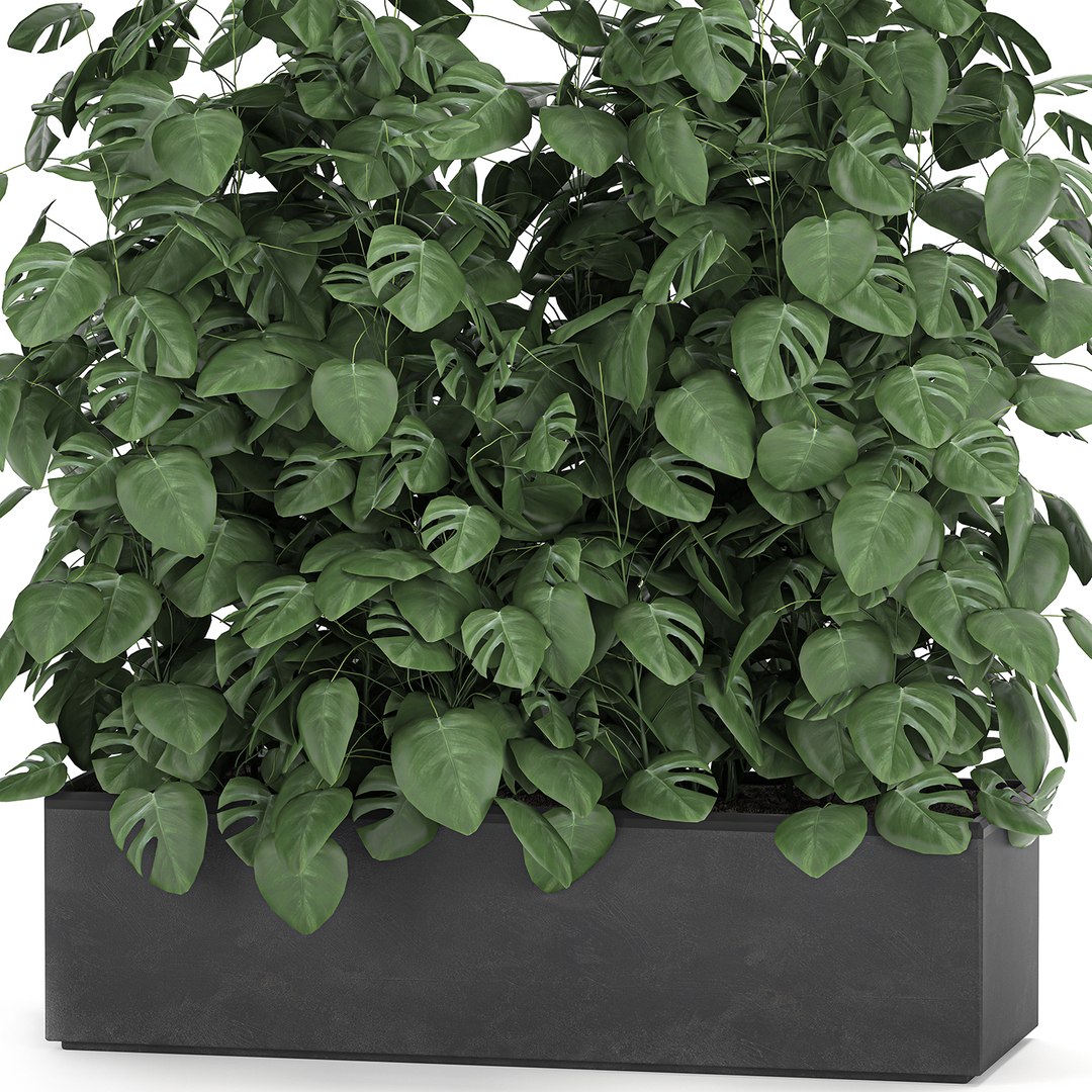 3D model interior monstera https://p.turbosquid.com/ts-thumb/OR/FV9EVL/IWXgorDv/plantsbig2811202001/jpg/1606662947/1920x1080/fit_q87/2d0f7b1b19074bf9bd25d7c3fa0d6b4d030bdd9f/plantsbig2811202001.jpg