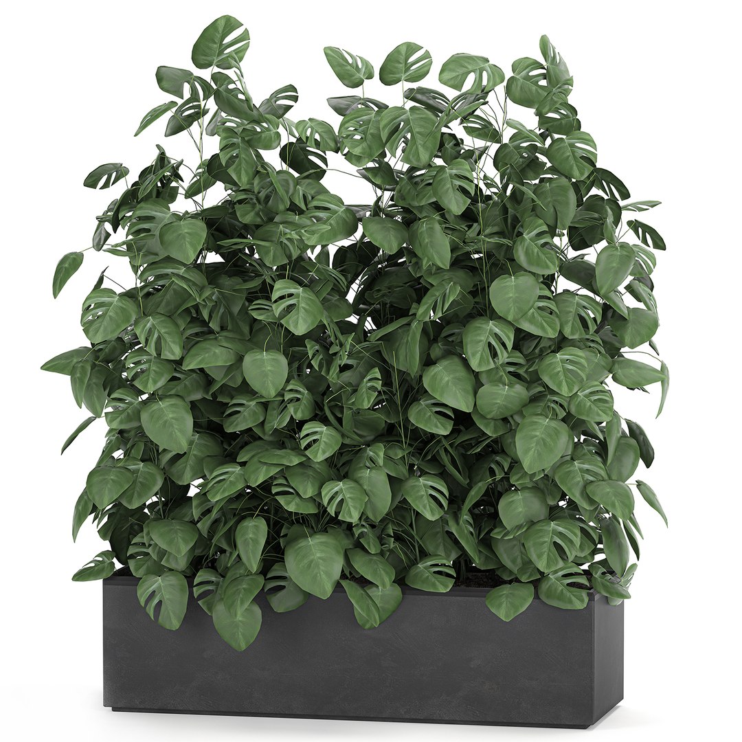 3D model interior monstera https://p.turbosquid.com/ts-thumb/OR/FV9EVL/VJCtHvvG/plantsbig2811202000/jpg/1606662947/1920x1080/fit_q87/a24a52123abd90b52c4b04649b4e703b6ee59401/plantsbig2811202000.jpg