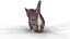 Fell niedliche Katze Kätzchen Cartoon