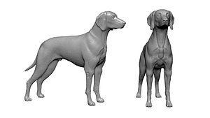 3D Hungarian  Dog model