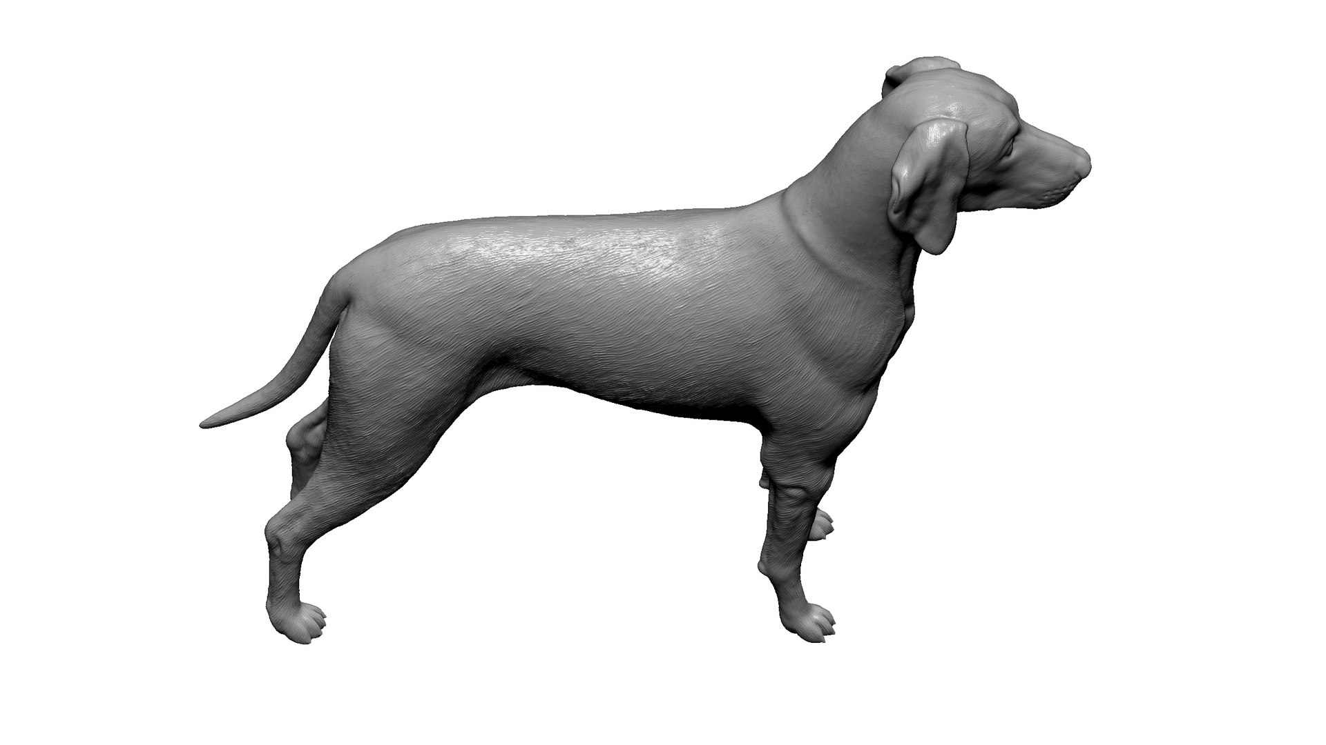 3D Hungarian  Dog model https://p.turbosquid.com/ts-thumb/OR/U9NSfj/LH/4/jpg/1726849043/1920x1080/fit_q87/936313a0c94a31d9e988d125ea9a93ab41904e7a/4.jpg