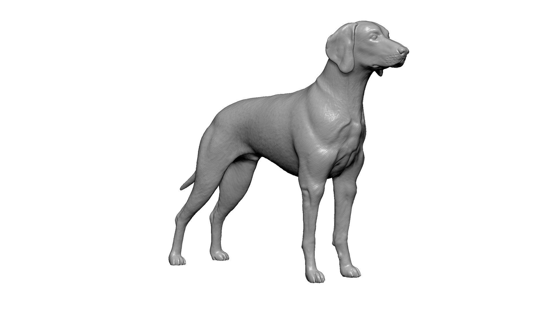 3D Hungarian  Dog model https://p.turbosquid.com/ts-thumb/OR/U9NSfj/YB/3/jpg/1726849039/1920x1080/fit_q87/069684d8324a52cfd29a48ee79a20916cf15de9d/3.jpg