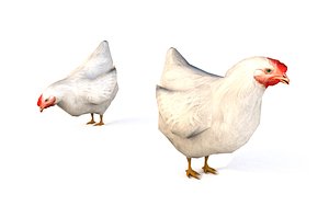 Chicken White Rigg Animated Lowpoly