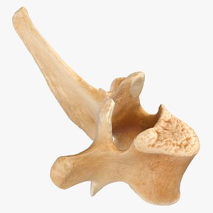 Kangaroo Red Necked Wallaby Thoracic Vertebrae TH6 model