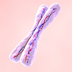 chromosome