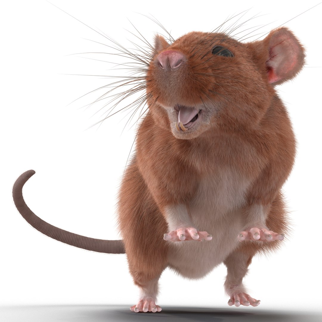 Rat 2 Rigged 3D model preview