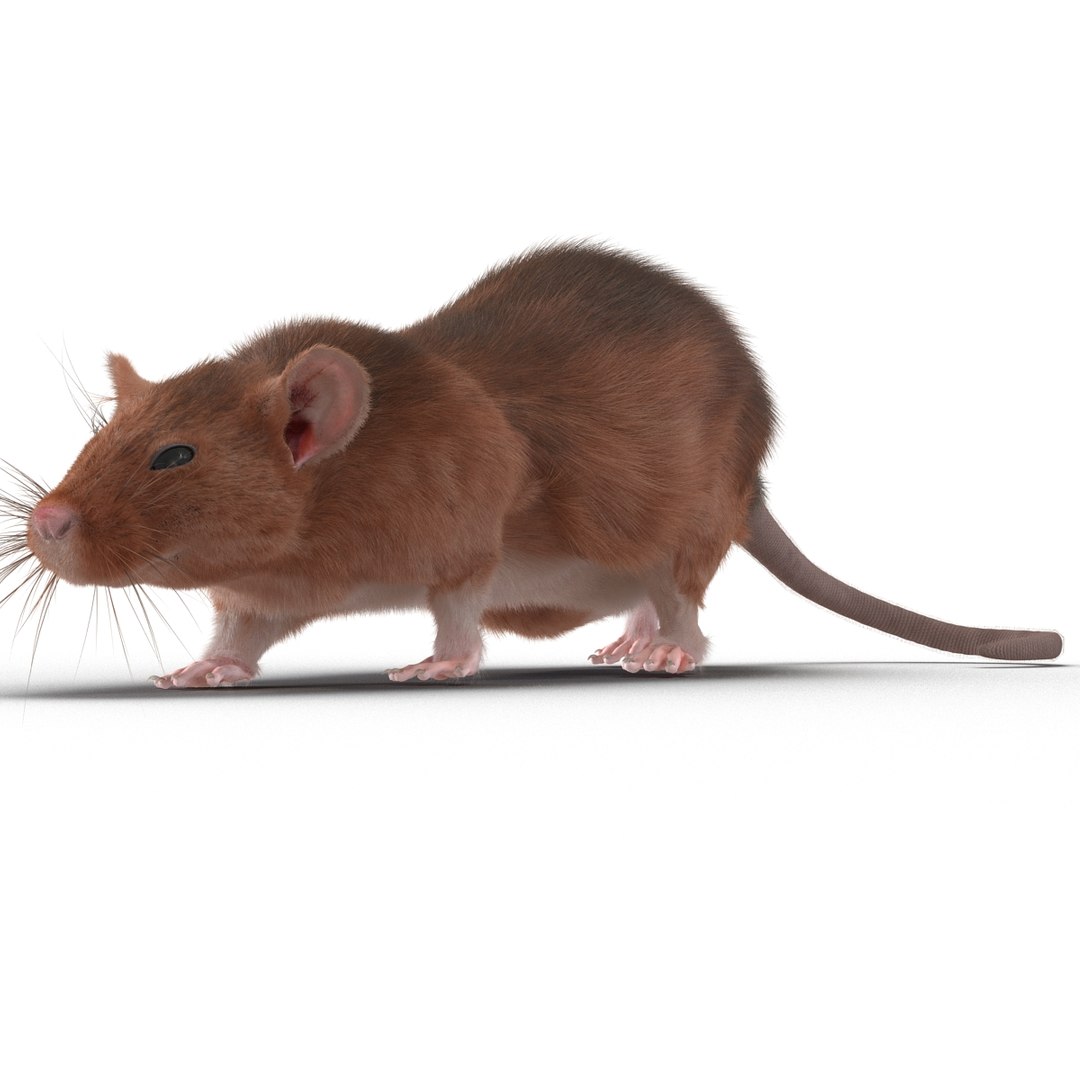 max rat 2 rigged