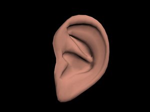 3d model polygonal human ear