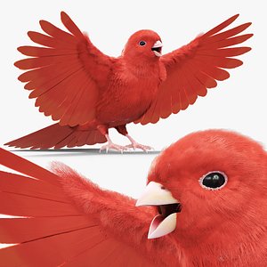 Red Canary Bird 3D